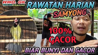 Rawatan harian burung SAMYONG di wwdgk BIAR AKTIF BUNYI Dan GACOR 