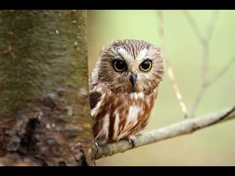 صوت البوم Album Sound