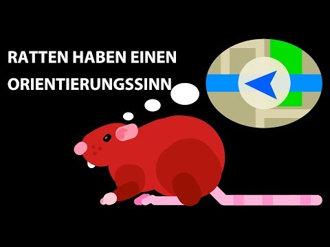 Video: Wie Wird Man Ratten Und Mäuse In Einem Hühnerstall Los? Wie Kann Man Sich Mit Folk Und Speziellen Mitteln Für Immer Zurückziehen? Wie Kann Man Fangen, Wenn Eier Gestohlen Werden?