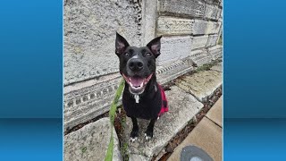Pet for Adoption: Jan. 14, 2026