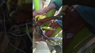 The art of tapping coconut flowers #agricultura #coconutfarming ##cuttingskills #satisfying