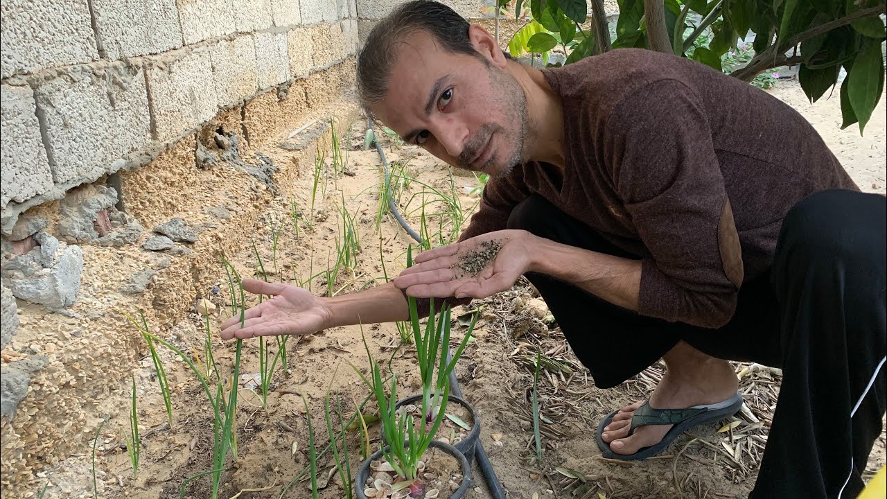 زراعة البصل من البذور المحصودة من أزهار البصل التي زرعتها بالموسم الماضي وكمية شتلات مهولة ووفيرة🧅