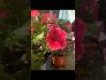Petunia