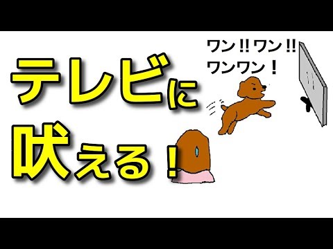 【犬 吠える】愛犬がテレビに吠える！【犬のしつけ＠横浜】byドッグトレーナーエマ