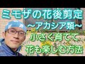 【ミモザ・アカシア類の剪定①】小さく育てて花も楽しむために大切な花後の手入れ