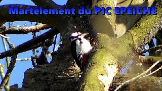 Pic Epeiche Martelage, Et Mesange Charbonniere