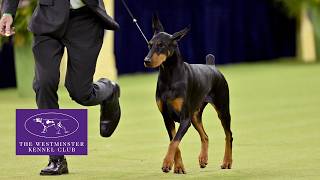 Best in Show Winners & Highlights | Westminster 2026