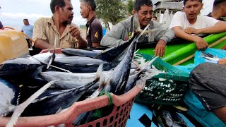 Traditional Indonesian Fishermen: These Are the Results of Fishing for Skipjack Tuna and Mackerel...
