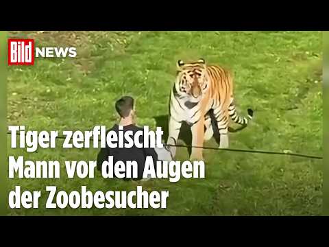 SCHOCK IN ENGLAND: Mann betritt Tigergehege und stirbt nach Angriff im Tierpark