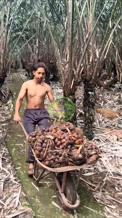The sweet fortune of cultivating salak pondoh