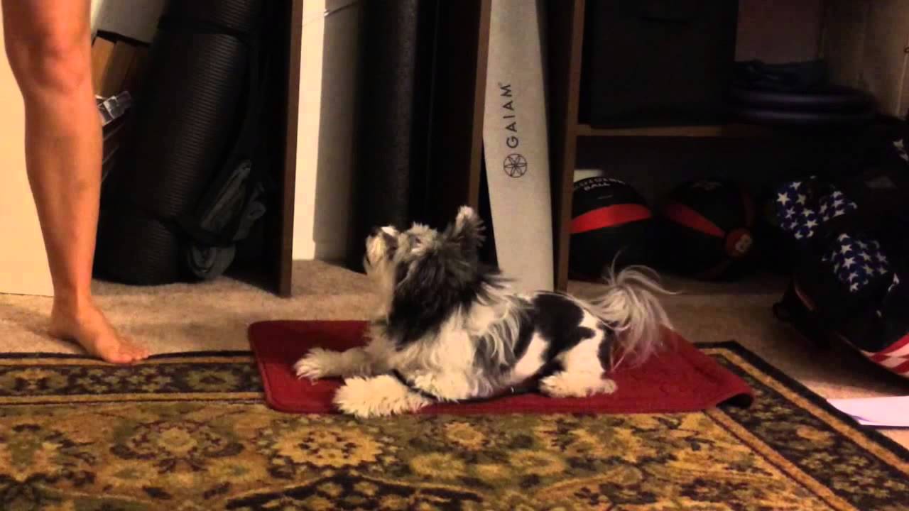 strong-basic-dog-obedience-commands-youtube