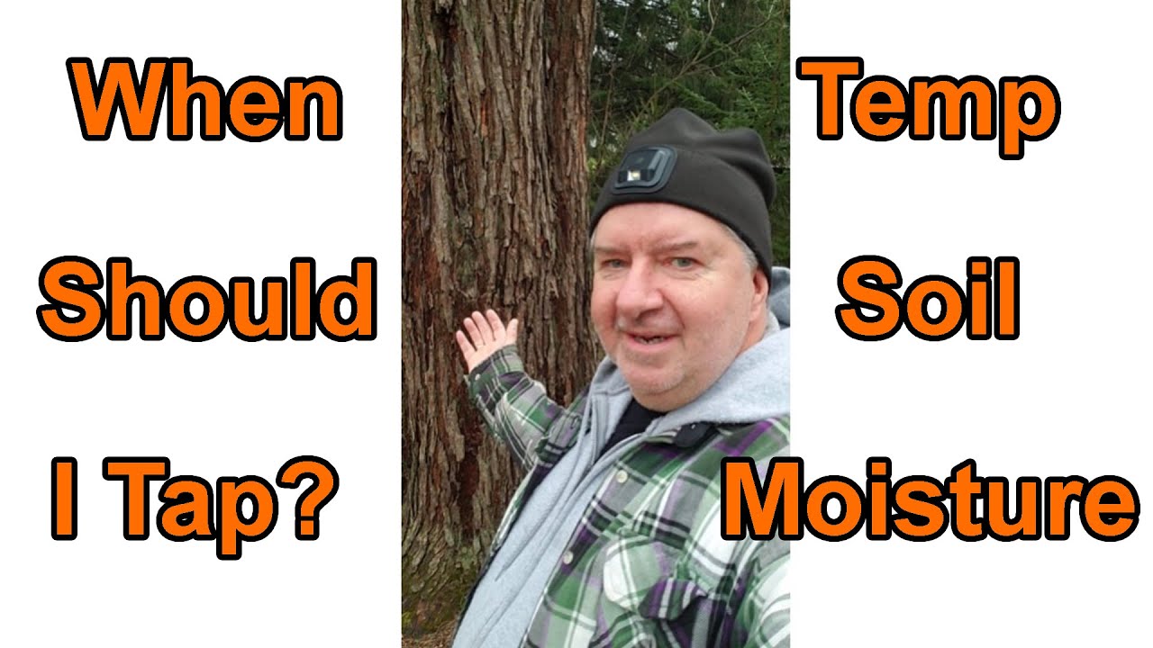 When Should I Tap My Maple Trees?
