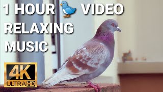 1 Hour Pigeons 4K UHD - Relaxing Music for Stress Relief and to Fall Asleep! LED QLED DEMO screenshot 3