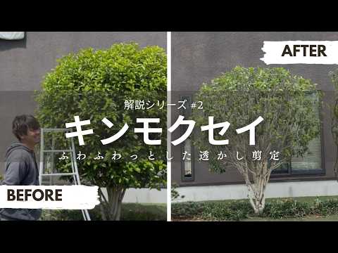 植木屋が教えるキンモクセイの透かし剪定 #金木犀 #キンモクセイ #剪定