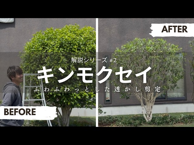 植木屋が教えるキンモクセイの透かし剪定 #金木犀 #キンモクセイ #剪定