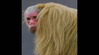 Rather Odd Bald Uakari