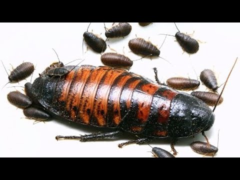 ШОК!!! У НАС потомство Мадагаскарских тараканов|30 малышей тараканчиков ...