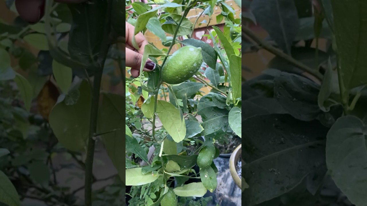 ১০০% গাছ ভর্তি আসবে লেবু ॥#foryou #gardening #garden #plants #gitapayelsgarden #foryoupage