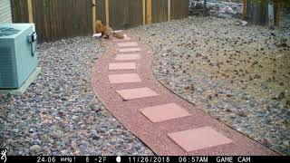 Fox jumps over the fence November 26 2018