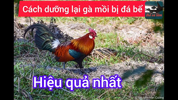 Bẫy gà rừng_cách dưỡng lại gà mồi bị bể, trở lại cự mạnh rất đơn giản