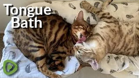 Video 3700251: bengal cat, kitty bath, best bath
