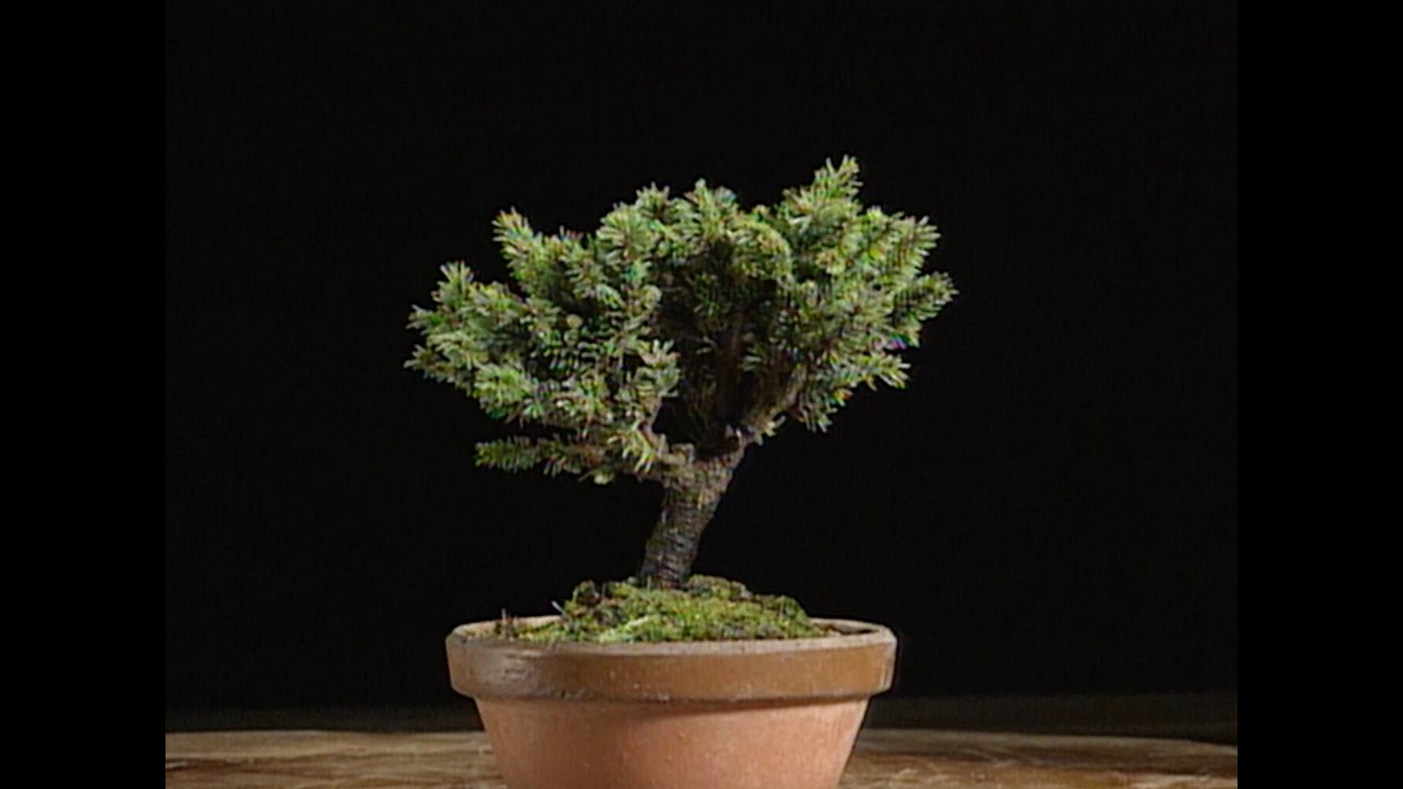 盆栽世界 1995-1997年 31冊　盆栽　BONSAI　平成　園芸　希少本 1995年（平成7年）盆栽ーbonsai - YouTube