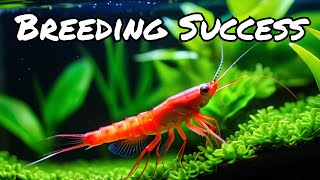 Maximize Your Breeding Success Raising Cherry Shrimp in a Compact Setup