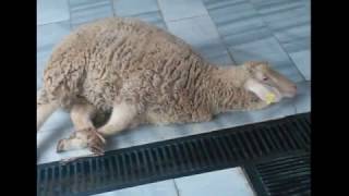 Antalya ADAKLIK-KURBANLIK Satış