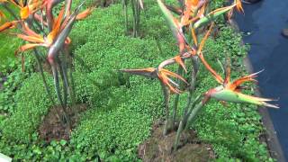 Ficus Pumila Kletterfeige