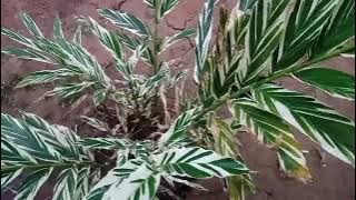 Mauwa Yenye Maajabu Katika Familia Yako!