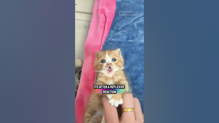 shocked face kitty catto
