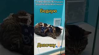 Мусечке еще очень нужна помощь!! #помощь #спасение #rescuecat