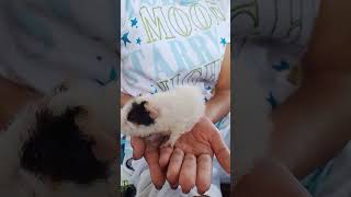 Guinea Pig Squeak #guineapig #guineapiggies #guineapigsqueak
