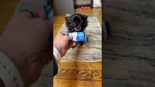 RICE KRISPIE FLYING PUDDIN 😱❤️ Wealth