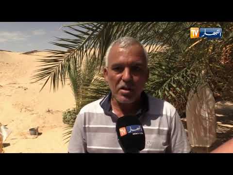 الوادي الإنطلاق في حملة تغليف عراجين التمور للحفاظ على نوعيتها الجيدة