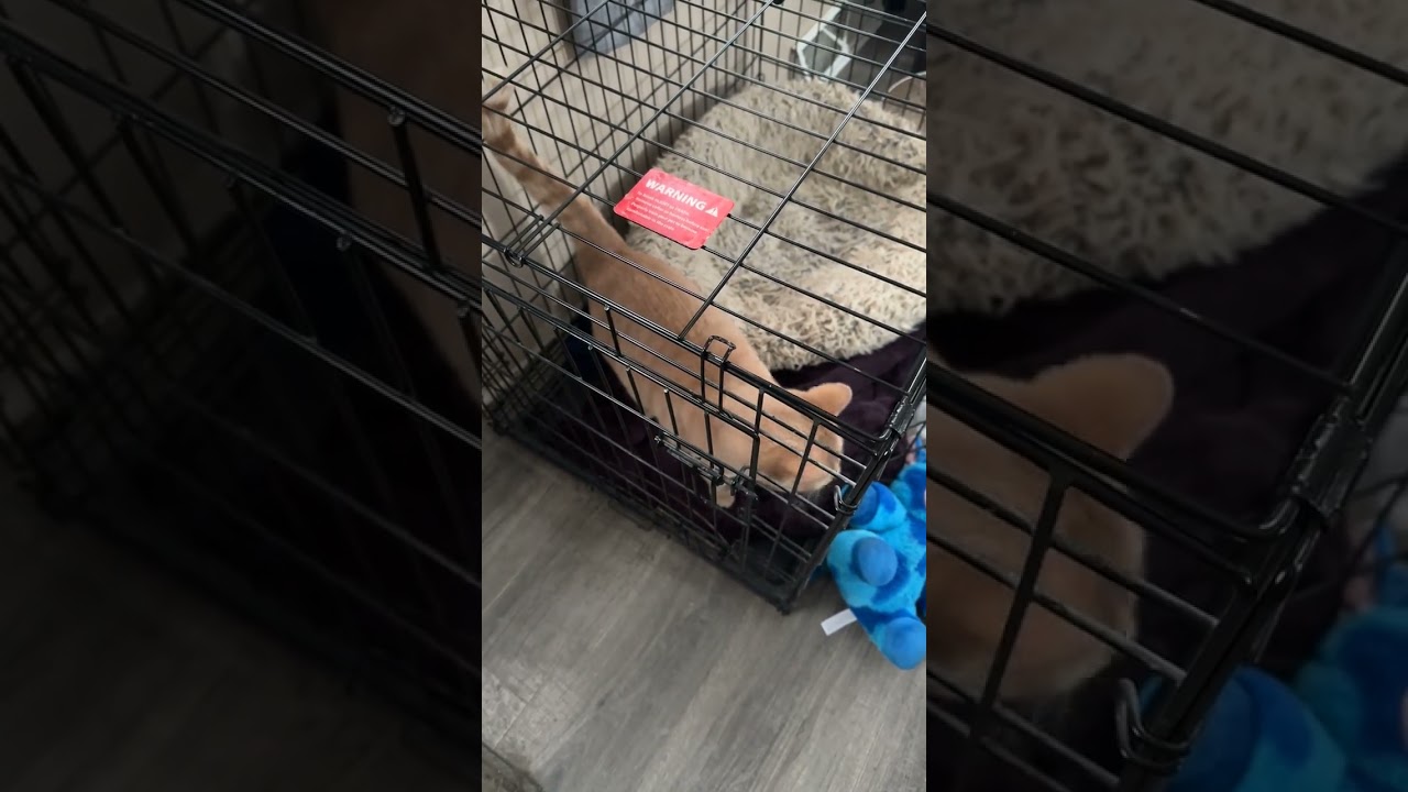 @missmithra: Заметьте, это даже не его будка. Это собачья.... 