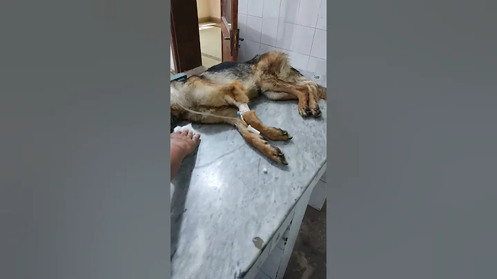 case of canine distemper | German shepherd dog suffering from canine distemper #veterinarian #vet - DayDayNews