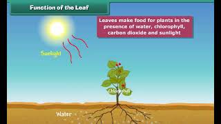 Functions of the Leaf | Class 3 | Science