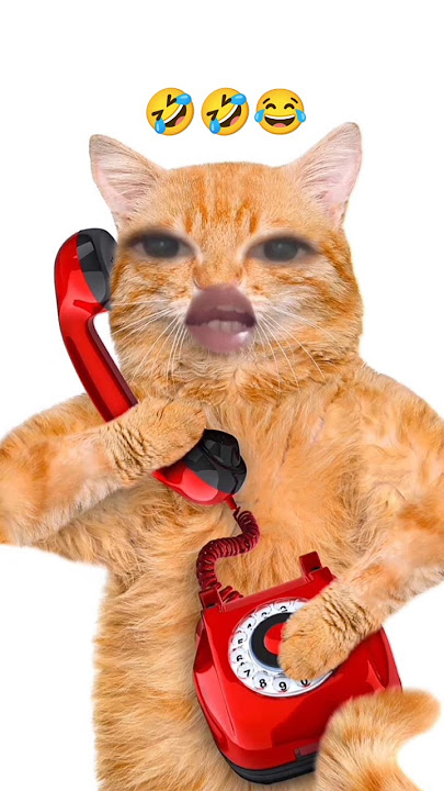 Next which name?? Alisha aaja sandwich🥪 khaenge 🤣🤣🤣#viral #cat #funny #shorts