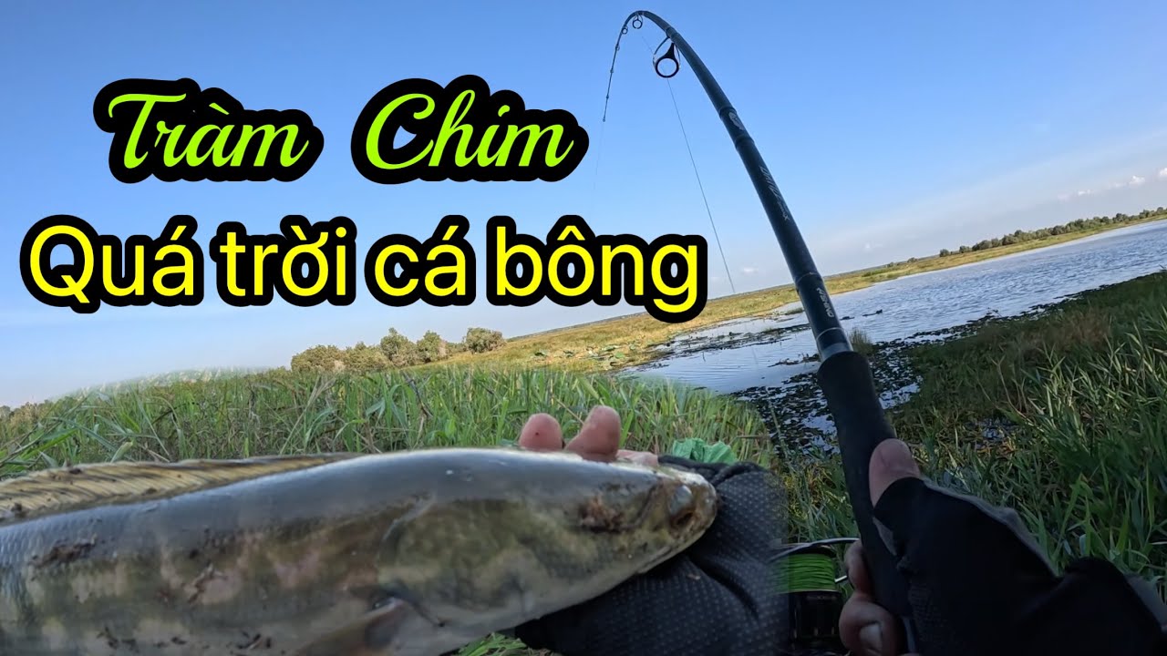 Câu cá lóc VQG Tràm Chim , chiều cá táp run người 