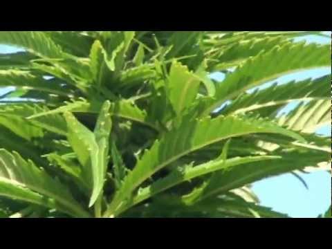Maui Wowie Forest ~ Stinky Skunk Action ..wink 7/11/12