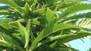 Maui Wowie Forest ~ Stinky Skunk Action ..wink 7/11/12