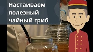 Настаиваем полезный чайный гриб Настаиваем полезный чайный гриб