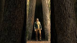 Inside This Massive Hollow Tree Lies a Secret Survival Shelter No One Knows About