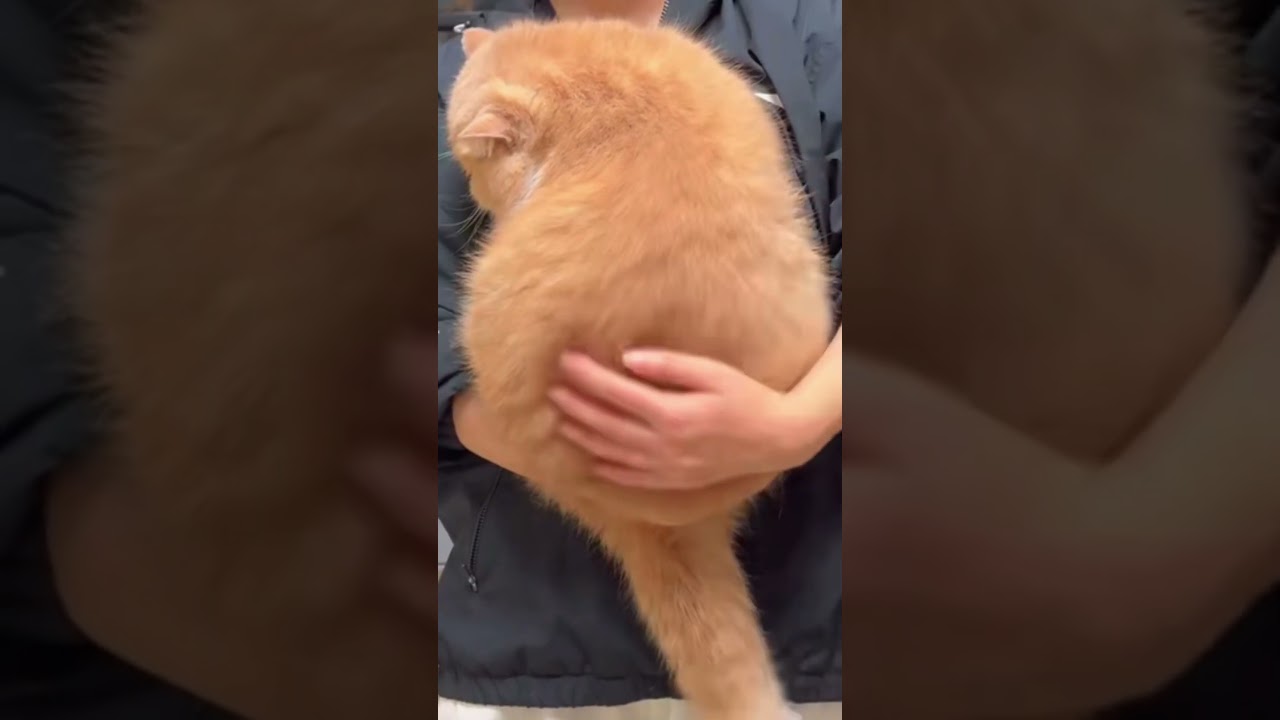 Golden 'cat' bread that looks super appetizing  #cat #fluffly #cute #bread #delicious