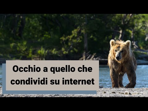 Video: Saggio Fotografico: Cani Discendenti In Massa Al Festival Di Wanderlust Di Whistler 