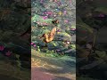 Mama duck & baby ducklings at Disney's Epcot Theme Park