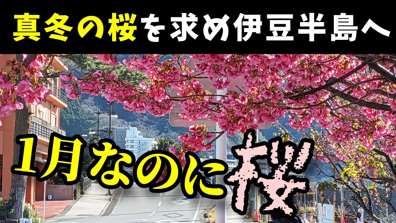 【まだ１月】日本一早く桜が咲く場所