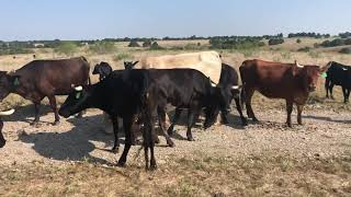 Corriente Cows bred to Charolais Bulls