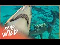 Sharks Business: Shark Action Like You've Never Seen Before! | The Blue Realm